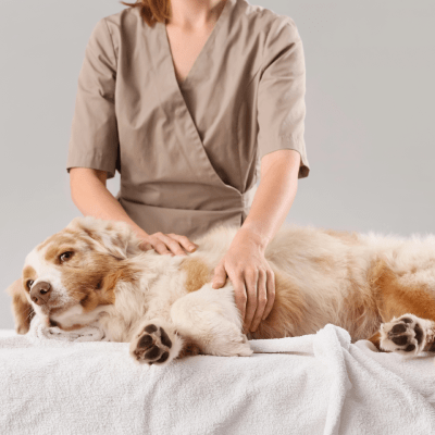 PET MASSAGE