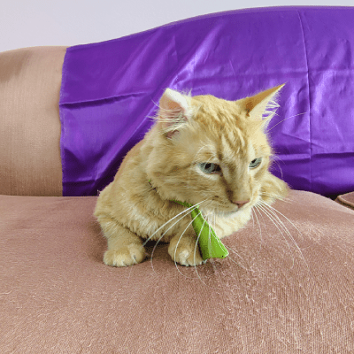 CAT GROOMING